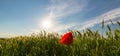 Wild red lonely poppy flower in field of barley in summer Royalty Free Stock Photo