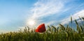 Wild red lonely poppy flower in field of barley in summer Royalty Free Stock Photo