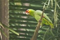 Wild Red Lored Parrot on Dead Palm Royalty Free Stock Photo