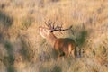 Wild red male deer bellowing in rutting season. The rut, annual period of sexual activity in deer, during which the males fight