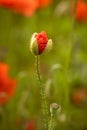 Wild red opium poppy bud and green poppy head in detail Royalty Free Stock Photo