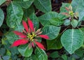 Wild Red Poinsettia Flowers Royalty Free Stock Photo