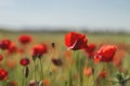 Wild red poppies Royalty Free Stock Photo