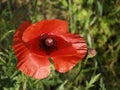Wild red poppies bloom in the field. Royalty Free Stock Photo