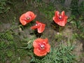 Wild red poppies bloom in the field. Royalty Free Stock Photo