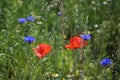 Wild red poppies and blue cornflowers grow at the edge of a field, popular for many insects, concept for biodiversity in nature, Royalty Free Stock Photo