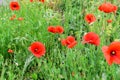 Wild red poppies field background in the countryside in spring Royalty Free Stock Photo