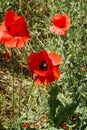 Wild red poppies flowers in a field on a sunny day with a blurred background of dark green leaves. Royalty Free Stock Photo