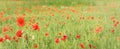 Wild red poppies growing in green wheat field, wide panorama banner Royalty Free Stock Photo