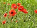 Wild red poppies growing in tall grass Royalty Free Stock Photo