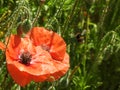 Wild red poppies growing in tall grass Royalty Free Stock Photo