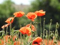 Wild red poppies growing in tall grass Royalty Free Stock Photo