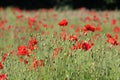 Wild red poppies growing in tall grass Royalty Free Stock Photo