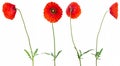 Wild red poppies in a row isolated on white background.Different angles