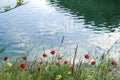 Wild red poppies in the shore of a lake