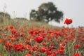 Wild red poppies in the springtime countryside Royalty Free Stock Photo