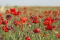 Wild red poppies in the springtime field Royalty Free Stock Photo