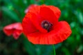 Wild red poppy flower close-up in green grass. Beautiful summer wallpaper, floral pattern, nature background. Growing plant. Royalty Free Stock Photo