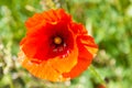 Wild red poppy flower on green meadow Royalty Free Stock Photo