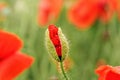 Wild red poppy flower half opened bud, closeup details, more blurred flowers in green field background Royalty Free Stock Photo
