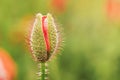 Wild red poppy flower half opened bud, closeup details, more blurred flowers in green field background Royalty Free Stock Photo