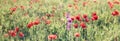 Wild red poppy flower in meadow, beautiful nature in spring Royalty Free Stock Photo