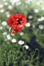 Wild red poppy flower on meadow. Closeup Royalty Free Stock Photo