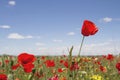 Wild red poppy flowers blooming in springtime Royalty Free Stock Photo