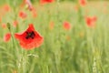 Wild red poppy flowers growing in green field of unripe wheat, closeup detail on petals wet from rain Royalty Free Stock Photo