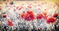 Wild red poppy flowers in meadow Royalty Free Stock Photo