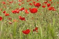 Wild red poppy flowers in springtime Royalty Free Stock Photo