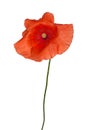 Wild red poppy isolated flower Royalty Free Stock Photo