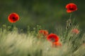 Wild Red Poppy, Shot With A Shallow Depth Of Focus, On A Green Meadow In The Sun. Several Red Poppy Close-Up Among Wheat. Picture Royalty Free Stock Photo