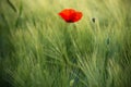 Wild Red Poppy, Shot With A Shallow Depth Of Focus, On A Green Wheat Field In The Sun. Lonely Red Poppy Close-Up Among Wheat. Pict Royalty Free Stock Photo