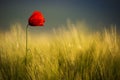 Wild Red Poppy, Shot With A Shallow Depth Of Focus, On A Yellow Wheat Field In The Sun. Lonely Red Poppy Close-Up Among Wheat. Royalty Free Stock Photo