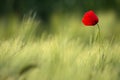 Wild Red Poppy, Shot With A Shallow Depth Of Focus, On A Yellow Wheat Field In The Sun. Lonely Red Poppy Close-Up Among Wheat. Royalty Free Stock Photo