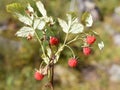 Wild red raspberries on a shrub in a forest Royalty Free Stock Photo