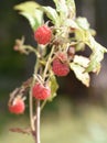 Wild red raspberries on a shrub in a forest Royalty Free Stock Photo