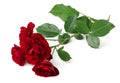 Wild red rose Royalty Free Stock Photo