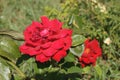 Wild red rose Royalty Free Stock Photo