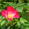 Wild red rose flower closeup on natural green background Royalty Free Stock Photo