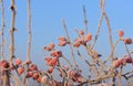 Wild red rose hips grow on a bare bush in winter and are covered in hoar frost against a blue sky in winter Royalty Free Stock Photo