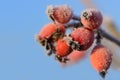 Wild red rose hips grow on a bare bush in winter and are covered in hoar frost against a blue sky in winter Royalty Free Stock Photo