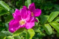 Wild red rose on a hot summer day Royalty Free Stock Photo