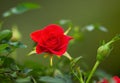 Wild Red Rose during Spring Season Royalty Free Stock Photo