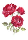 Wild Red Rose. Watercolor Illustration