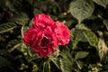 Wild Red Roses