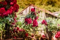 Wild Red Roses Royalty Free Stock Photo