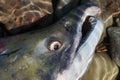 Wild red salmon fish Sockeye Salmon Oncorhynchus nerka. Pacific salmon red color during spawning. Close-up view of fish Royalty Free Stock Photo