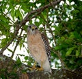 Wild Red Shoulder Hawk Looking At Camera Royalty Free Stock Photo